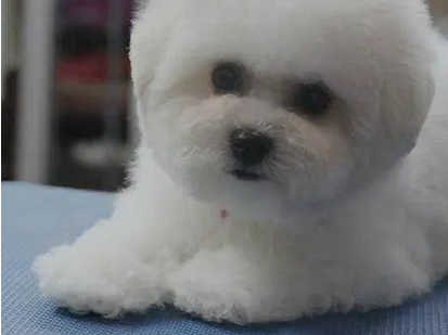 哪里有卖纯种比熊幼犬 纯种比熊幼犬价格